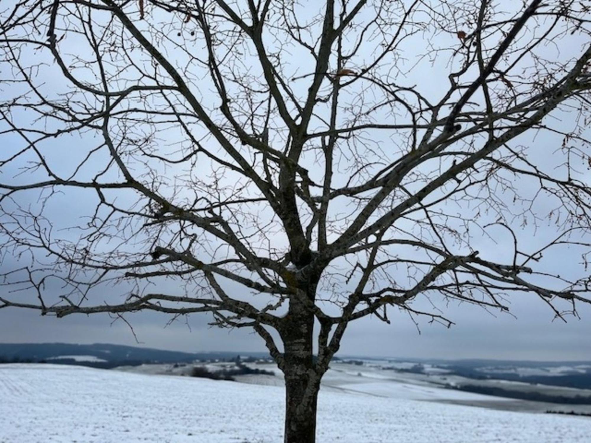 Eifel-Bau-Traum Schlich Villa Wershofen Eksteriør billede